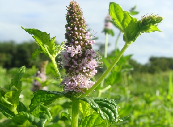 Serão abordados temas como temas como cultivo de plantas aromáticas, extração dos óleos e inovação tecnológica