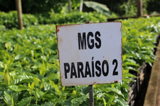 café MGS Paraíso