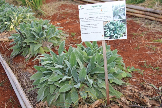 Peixinho de horta