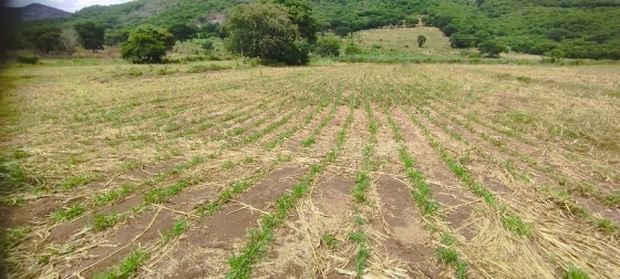 A técnica consiste no plantio consorciado de sorgo e capim para a produção de silagem