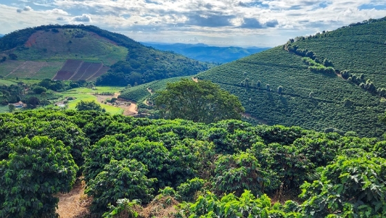 Sozinho, esse setor representa 67% do faturamento do setor agropecuário mineiro