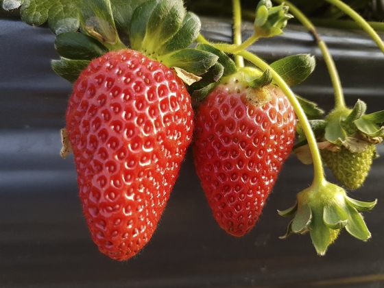Minas é o maior produtor nacional de morango e atividade envolve 11 mil agricultores familiares