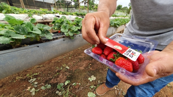 Foto mostra morangos certificados pelo Certifica Minas