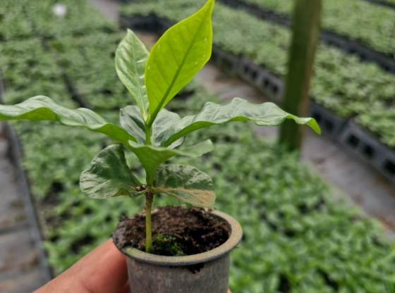 As ações incluem a produção de mudas de novas cultivares de café 