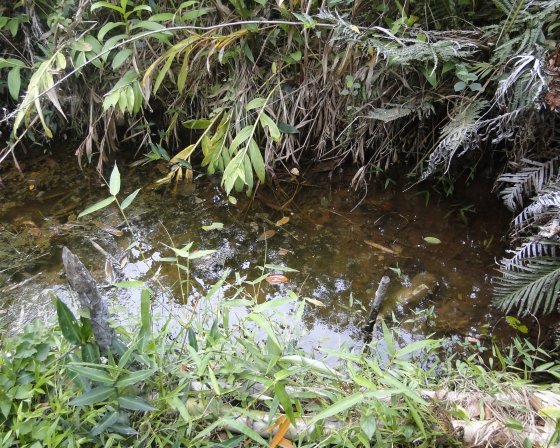 Agricultura Regenerativa é um sistema de práticas agrícolas que prioriza a regeneração e revitalização dos recursos naturais