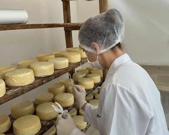 Pesquisa vai identificar as bactérias ácido láticas  encontradas no queijo da região, no leite, nas tábuas de maturação e no “pingo”