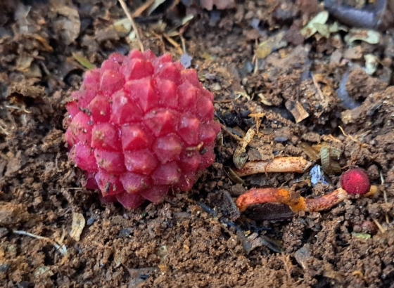 O herbário da Epamig tem hoje 59.784 exsicatas de plantas coletadas