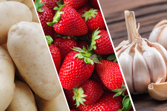 Crédito: Divulgação/Seapa MG