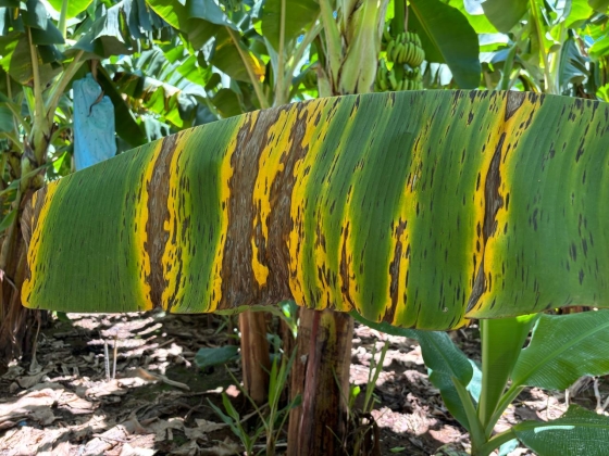 A Sigatoka Negra é uma doença fúngica que pode comprometer a produtividade da bananicultura se não for controlada adequadamente