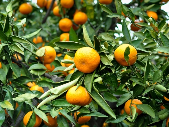 Foto mostra pé carrego de tangerinas maduras