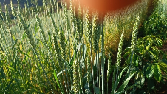 Foto: Joel Lima da Fonseca