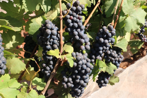 Uva Syrah