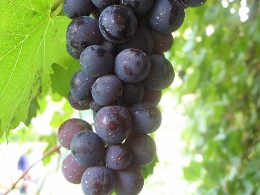 Foto mostra cacho de uva em detalhe