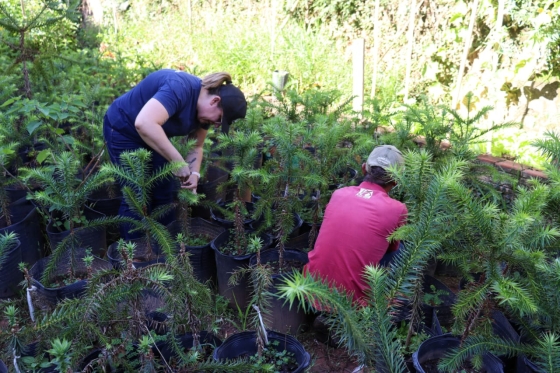 mulheres trabalham com plantação de pinhão