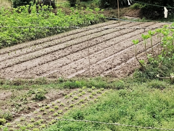 Plantio de hortaliça com área destruída