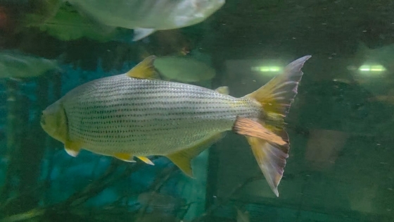 Imagem de um peixinho na água