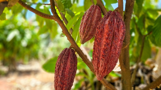 Árvore com fruto do cacau
