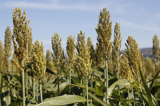 Plantação de sorgo