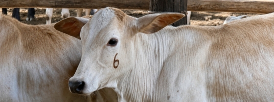 Animais vacinados recebem marcas garantindo que foram imunizados