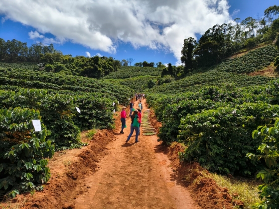 Projeto Avaliação de Cultivares de Café