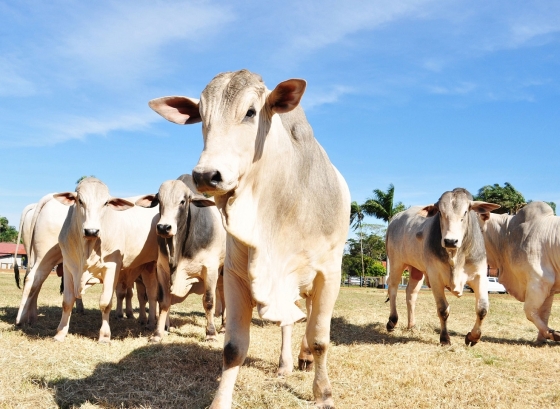O segmento das carnes foi o principal destaque de crescimento no quadrimestre
