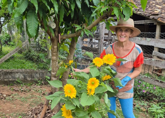 Produtora de café aposta também na produção de girassóis