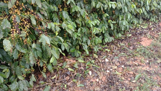Produção de café afetada pelas chuvas de granizo