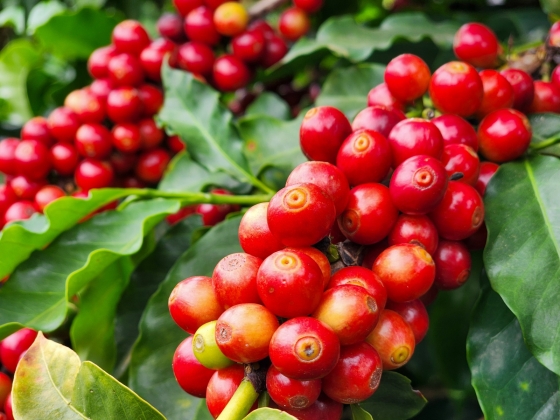 Café ainda é dominante nas exportações do agronegócio mineiro