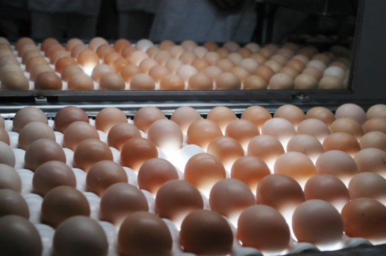 Esse desempenho é favorecido pela abertura do mercado chileno para ovos e derivados brasileiros desde 2023