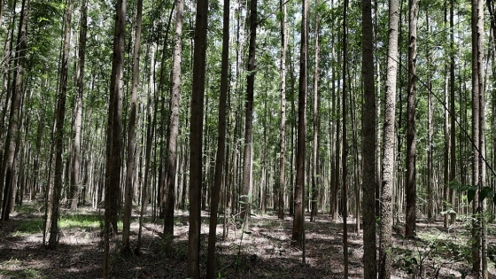 Alexandre Amaral - Emater-MG