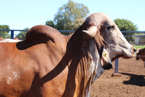 O Leilão Gir Leiteiro integra a programação oficial da Expozebu