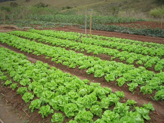 O foco do curso é ensinar os produtores a produzir adubos orgânicos, organominerais, fertilizantes líquidos