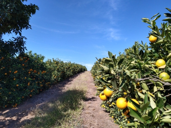 As iniciativas buscam ampliar as oportunidades para a fruticultura regional