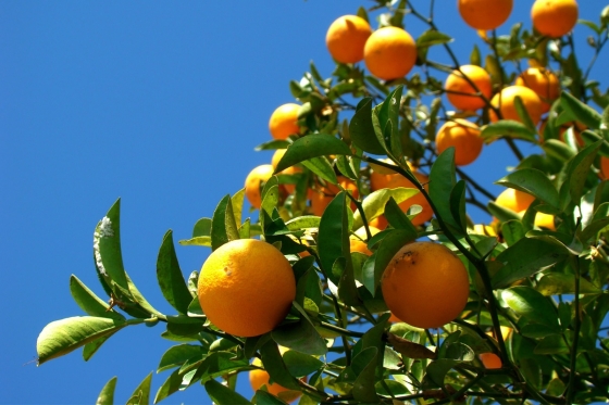 Cultivo de laranja é uma das opções para a agricultura familiar na Zona da Mata