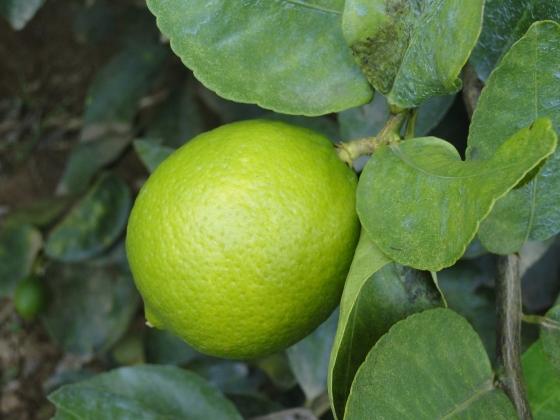 A exportação de frutas atingiu valor recorde para o mês de janeiro