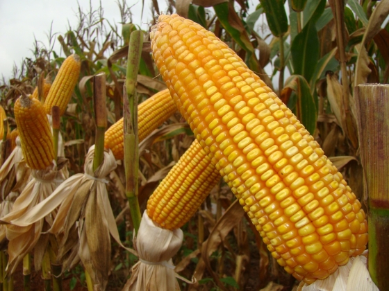 No evento, serão difundidos conhecimentos voltados à produção da silagem