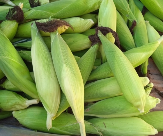 Divulgação Emater-MG