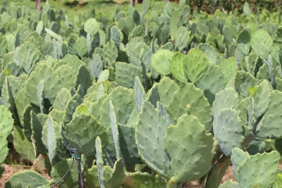 As atividades serão realizadas em Janaúba e Nova Porteirinha
