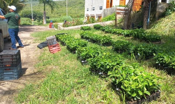 Pesquisadores e extensionistas  acompanham plantio de café