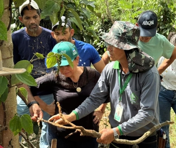 Extensionistas da Emater-MG orientam produtores sobre cultivo de pimenta-do-reino