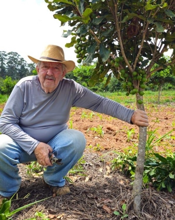 Antônio Alves Salgado produz macadâmia, em Andrelândia, no Sul de Minas