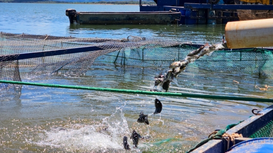  A medida fortalece a tilapicultura mineira