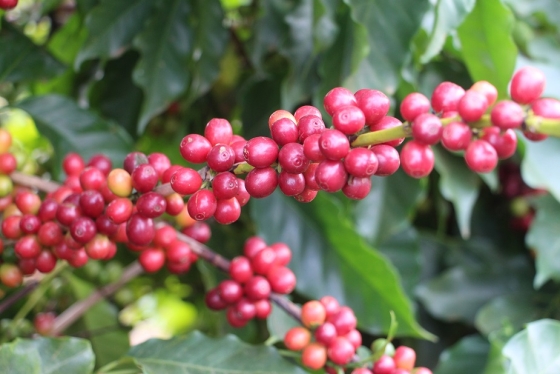 Os estudos buscam identificar as variedades de café mais adequadas às diferentes condições de clima, solo e relevo