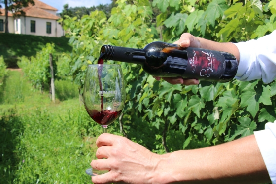 Vinho de inverno produzido por meio da tecnologia de dupla poda da viveira