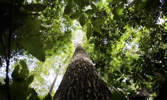 Tecnologia Blockchain garante eficiência e segurança ao setor florestal de Minas Gerais 