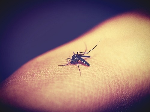 Mosquito