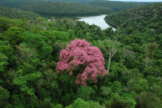 PERD visto de cima