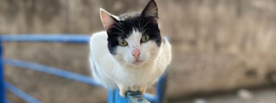 Gato