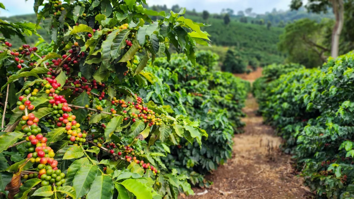 Café mineiro impulsiona produção nacional e projeta safra histórica em 2026