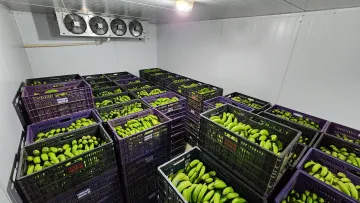 Câmara de refrigeração